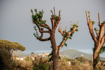 Trees pruned with pollard tree pruning method with fresh green leaves - obrazy, fototapety, plakaty