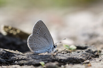 Motyl modraszek malczyk łąkowej drodze