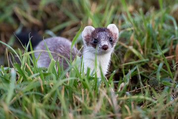 Eurasian ermine in the grass