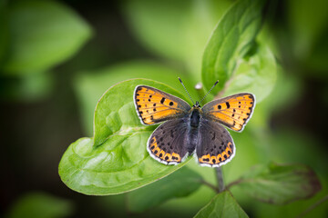 Motyl czerwończyk uroczek na zielonym liściu