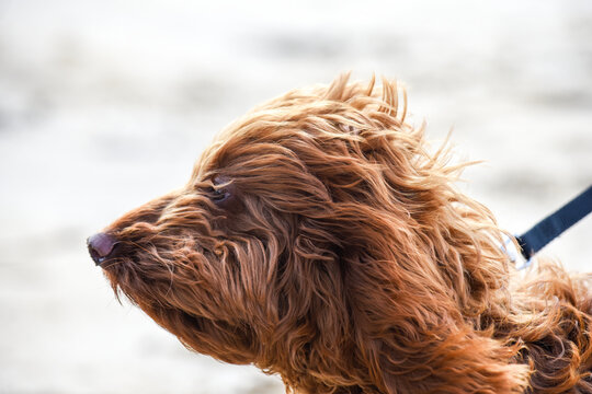 Shaggy dog in profile on a windy day outside