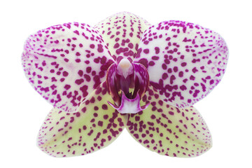 Fototapeta na wymiar Violet orchid flower