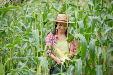 female farmer checking plants on his farm. Agribusiness concept, agricultural engineer standing in corn field, green corn field in agricultural garden. Farmer hold fresh organic corn cobs in his hands