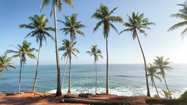 4K Paradise-like picture of palm trees standing on beachfront with ocean in background. Nature, exotic environment, exotic holiday concept.