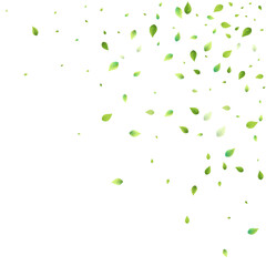 Leaves Green Falling Flying Foliage Leaf Tea Mint