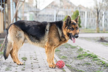 Beautiful german shepherd dog outdoor
