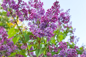 Obraz premium lilac flowers of the lilac bush. spring flowers