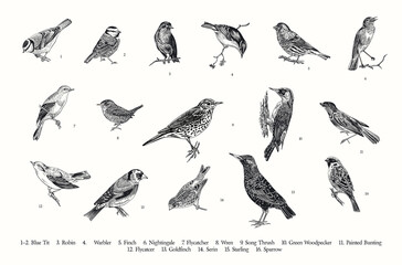 Birds. Set. Vector vintage illustrations. Black and white - 508221486
