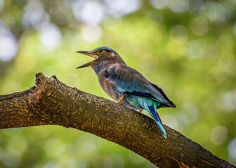 Indian Roller, bird is perched on the branch of tree with blurred green tree leave and sky as background. Nature wildlife concept.