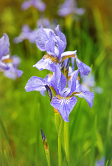 Blue iris i the spring garden	