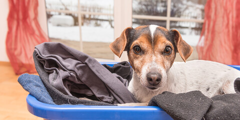 Dog lies in a laundry basket with freshly washed folded and ironed laundry indoor. Jack Russell...