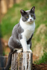 Naklejka na ściany i meble Domestic cat sitting on a fence post