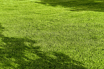 Template of fresh green lawn grass in the park with shadows from trees perspective view