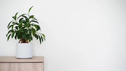Fotobehang Bonsai A small bonsai ficus tree (Ficus ginseng) planted in a white pot. Copyspace. Long banner format.  © Julia