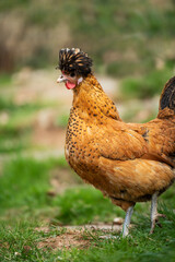 Cock in a spring meadow