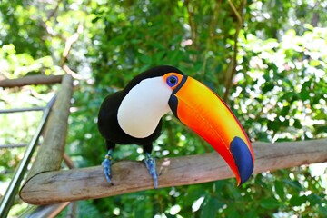 Obraz premium A large toucan with plumage black and yellow colors and a green head. Large orange beak. Perched on a tree trunk next to vegetation.