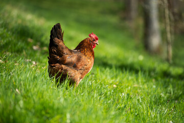 Cock in a spring meadow