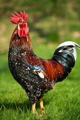 Cock in a spring meadow