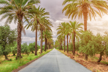Obraz na płótnie Canvas The road leads along a smooth avenue of palm trees.