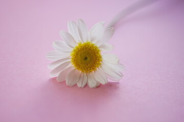 White chamomile on a vivid pink table