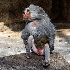 The hamadryas baboon, Papio hamadryas is a species of baboon