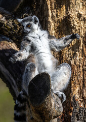 The ring-tailed lemur,Lemur catta with white ringed tail is the most known lemur