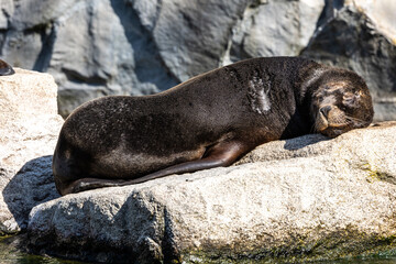 Fototapeta premium The South American sea lion, Otaria flavescens in the zoo