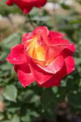 red color rose flower blooming in summer