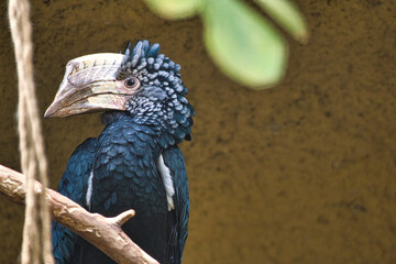 Silver-cheeked horn bill sitting on a branch. colorful plumage. australian bird.