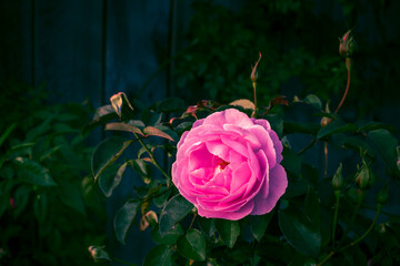 Vinatge photo of a blooming rose bush on a dark background, Floral natural hipster background