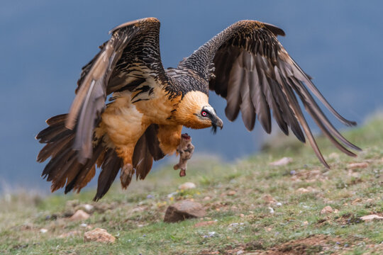 gypa&egrave;te barbue