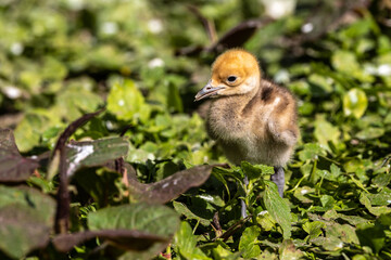 Beautiful yellow fluffy Demoiselle Crane baby gosling, Anthropoides virgo in a bright green meadow