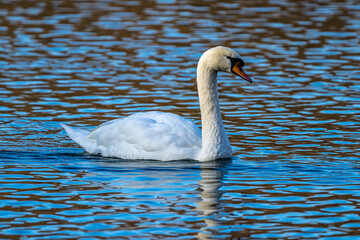 Mute swan, Cygnus olor swimming on a lake
