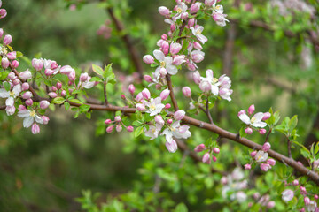 Beautiful spring cherry. in pastel pink and white tones. Sakura. Small depth of field. Close-up of flowering branches of pink cherry, Japanese cherry tree in spring. Spring landscape of Japan