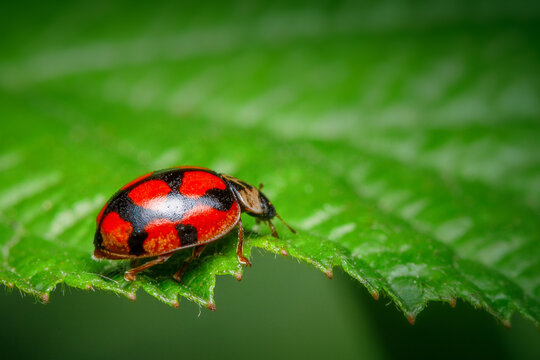 Rodolia Cardinalis auf gr&uuml;nem Blatt