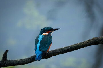 Eisvogel bei der Jagt