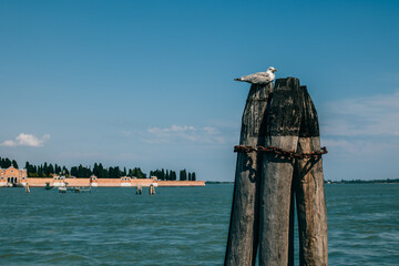 Seagull sitting on the pier. Panoramic cityscape view of Venice old city.