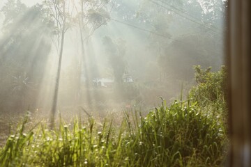 Morning light in jungle