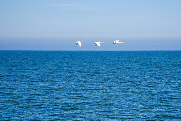 three mute swans in flight over the Baltic Sea. White plumage in the large birds