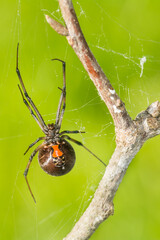 Southern Black Widow Spider - Latrodectus mactans