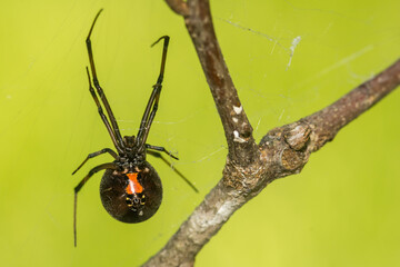 Southern Black Widow Spider - Latrodectus mactans