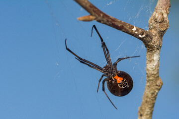 Southern Black Widow Spider - Latrodectus mactans