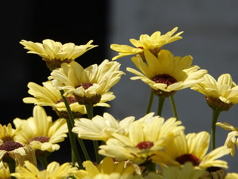 Yellow Flowers