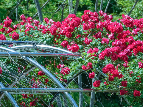 Red rose