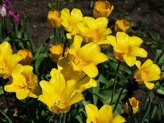 Fototapeta premium Yellow tulips flowering in spring garden.