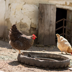 The Plymouth Rock chicken is standing on a poultry drinker made of an old tyre cut in half.