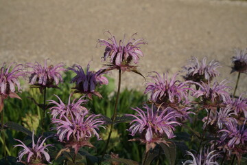 Violet ruta flowers with thin petals 