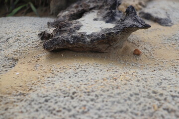 a background of fine sand and small rocks