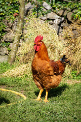 gallo sobre la hierba en una granja 