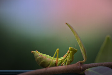 Shy mantis behind a leaf